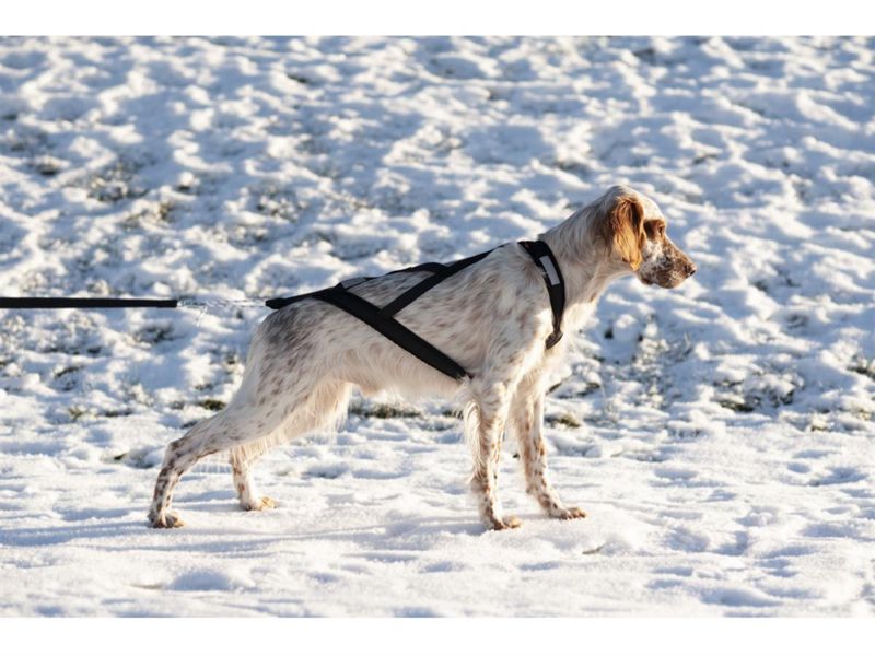 Yukon Nomesele med dobbel stolpe